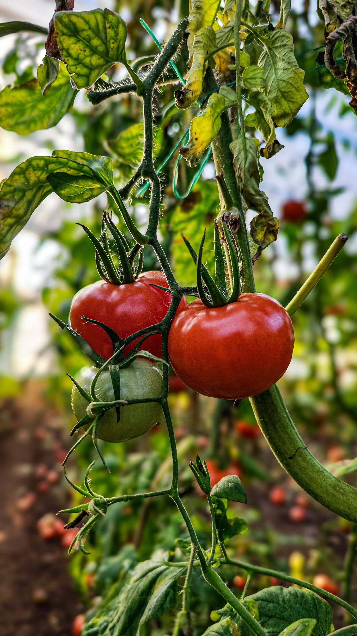 Potager partagé
